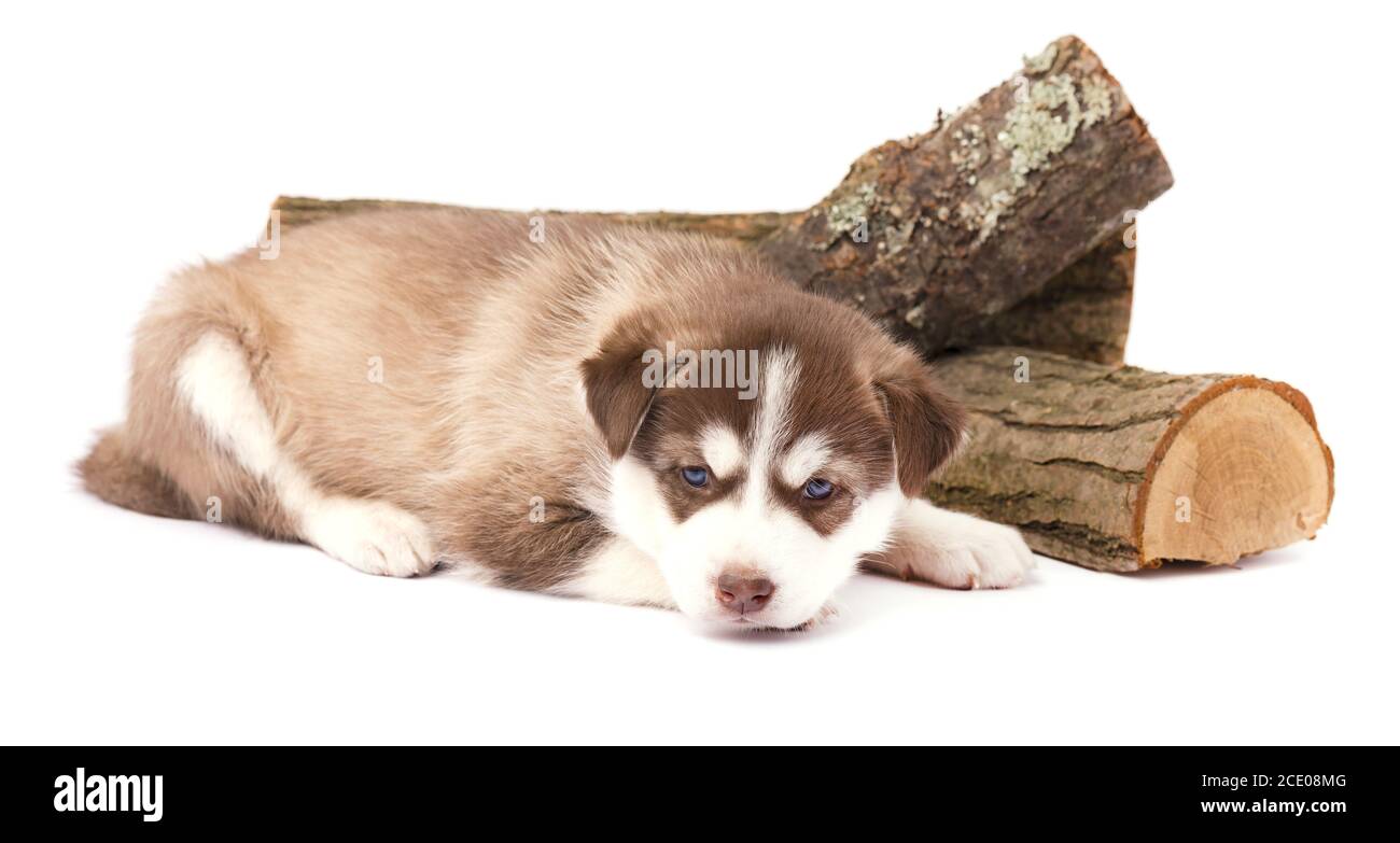 Brown cucciolo siberian husky con gli occhi blu giacente, isolato su sfondo bianco Foto Stock