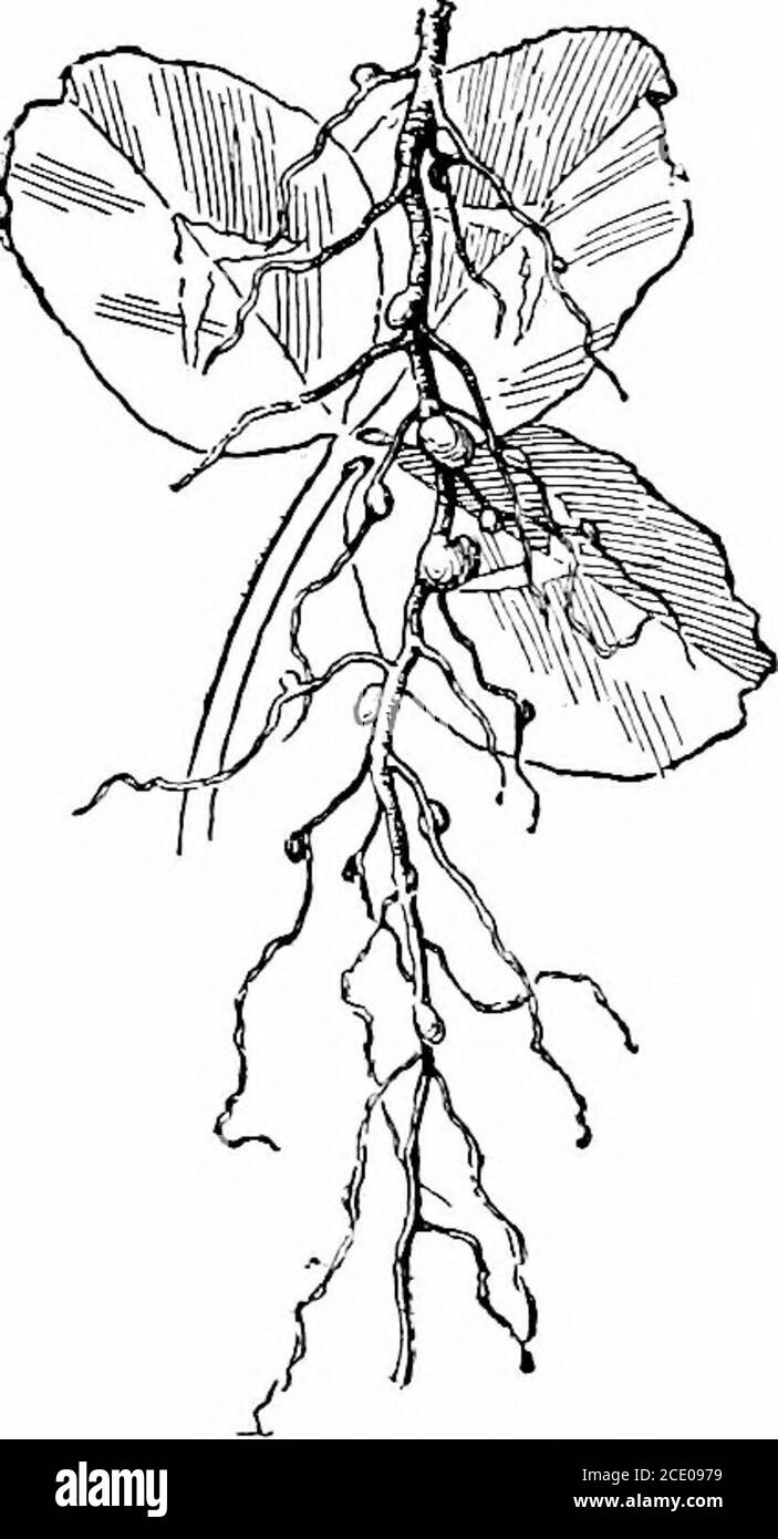 . Agricoltura produttiva. D usato dovrebbe essere uniforme in taglia, luminoso nel colore, grande, grumo e libero da seme di erbaccia e materia estranea. Il seme coltivato in casa è generalmente preferibile al seme importato. Le erbacce nocive di Frequentlyvery sono introdotte su una fattoria usando seedsthat contengono seme di erbaccia. Dopo che i semi di erbaccia ottengono un inizio in un fienagione, sono sparsi dal bestiame dappertutto la fattoria. Prima di tutto, tutti i semi dovrebbero essere attentamente esaminati prima di essere acquistatiper vedere che è esente da semi di erbe infestanti nocive. (Vedere ex-ercises 4 e 5). 74 AGRICOLTURA DI PRODUCTIE alcuni vantaggi nella crescita Red Clover e o Foto Stock