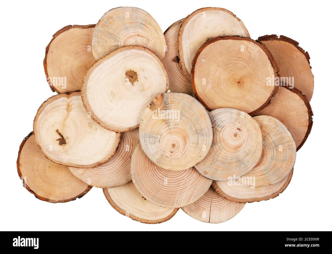 Tagli rotondi di tagli di sega di varie specie di legno - betulla, mela, pera e pino isolato insieme Foto Stock