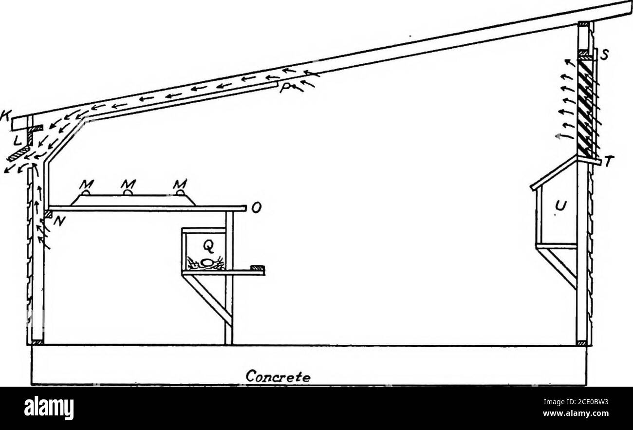 . Agricoltura produttiva . cravatte in uccelli sono: 1. Primi pulllet tratteggiati e maturanti. 2. Pollette di posa precoce. 3. Galline ovaiole invernali. 4. Uccelli che non vanno brodolce. 5. Gufi di formatura tardiva. 6. Uccelli con le unghie corte e usurate. I toenailsindicano l'inattività. Alloggio di pollame. Gli elementi essenziali di una Casa di pollame. Gli elementi essenziali di pollame di alloggiamento sono: 1. La casa deve fornire spazio sufficiente. 2. Deve essere asciutto. 3. Deve essere ben ventilato, ma privo di sformi. 4. Ogni parte della casa dovrebbe ricevere il sole durante il giorno. 5. Dovrebbe essere igienico e facilmente pulito. 6. I Foto Stock