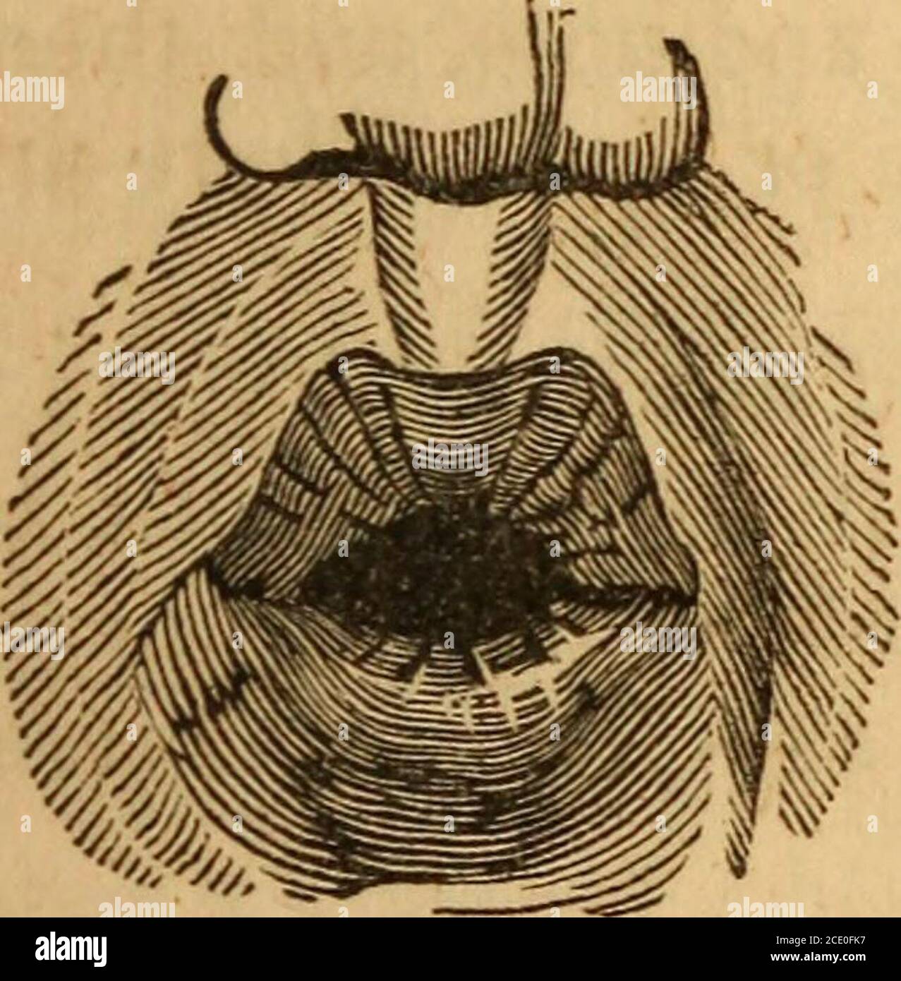 Un Sistema Di Elocuzione Pratica E Di Gesto Retorico Comprendente Tutti Gli Elementi Della Consegna Vocale Sia Come Scienza Che Come Arte Zonestorie Thensin Nightzightright Semi Vocos Tan Gt Azuresaore