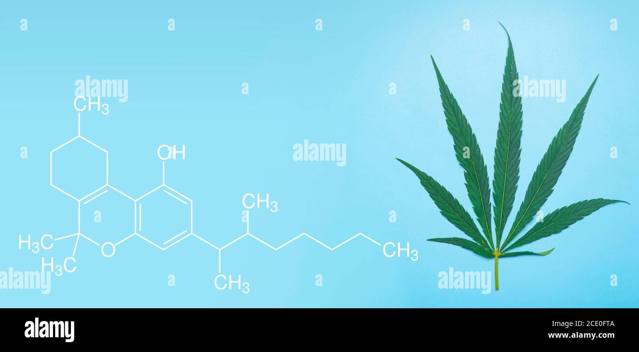 La cannabis (marijuana) lascia su uno sfondo blu minimo. Marijuana medica (canapa) e prodotti da essa. Foto Stock