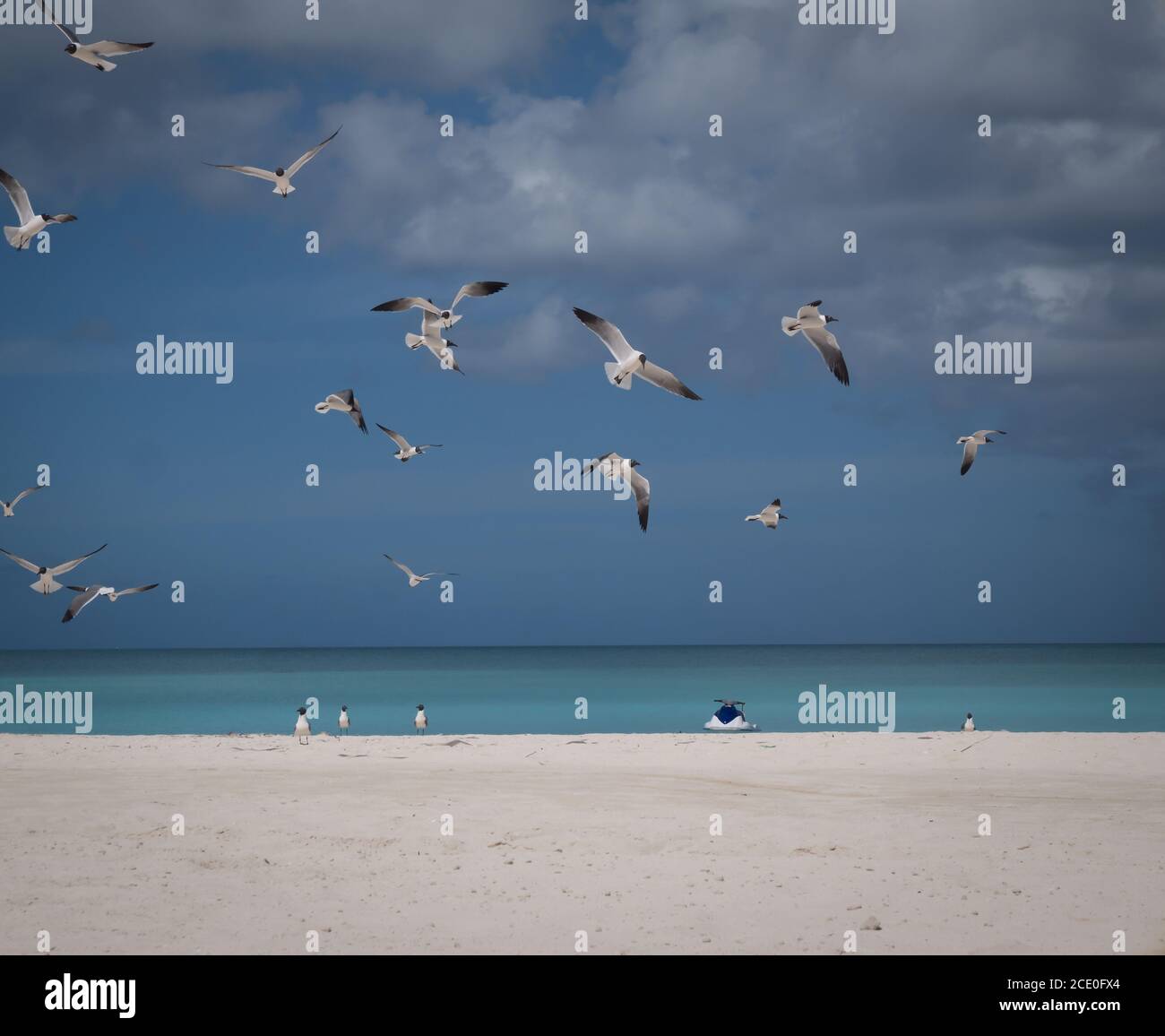 Gregge di gabbiani a testa nera che volano sopra una spiaggia di sabbia Foto Stock
