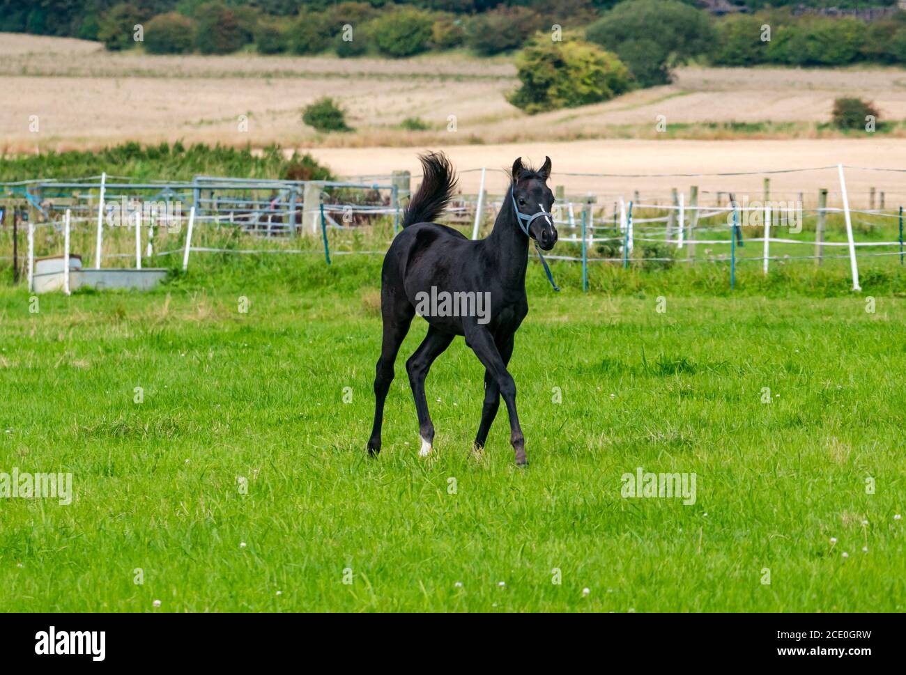 East Lothian, Scozia, Regno Unito, 30 agosto 2020. Regno Unito Meteo: Un nemico in un paddock. Il nemico ha circa 3 mesi Foto Stock