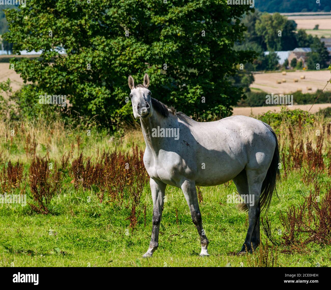 East Lothian, Scozia, Regno Unito, 30 agosto 2020. Regno Unito Meteo: Un cavallo bianco ritirato da corsa in un campo soleggiato Foto Stock