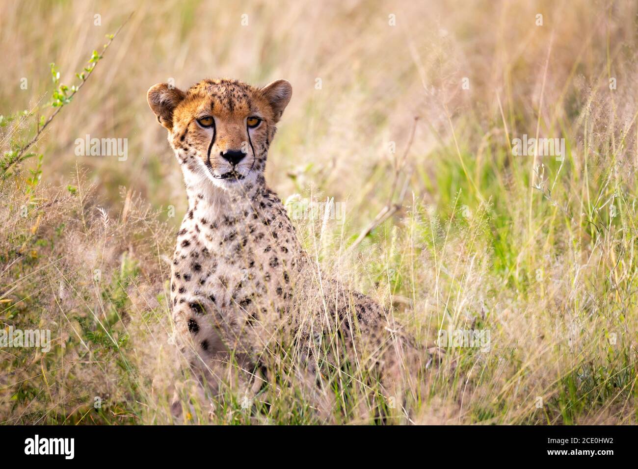 Un ritratto di una ghepardo nel paesaggio erboso Foto Stock