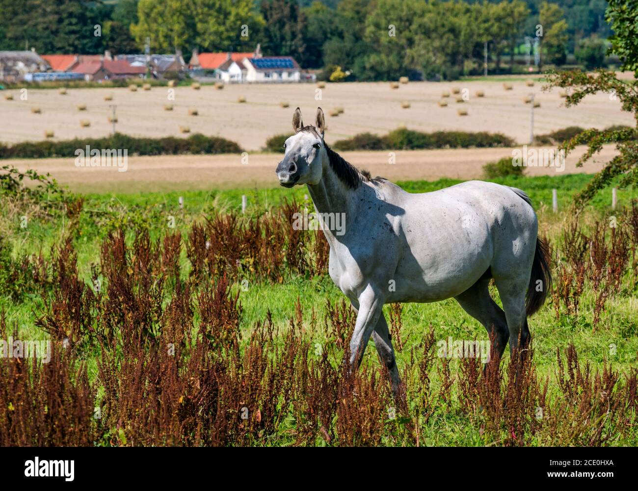 East Lothian, Scozia, Regno Unito, 30 agosto 2020. Regno Unito Meteo: Un cavallo bianco ritirato da corsa in un campo soleggiato Foto Stock