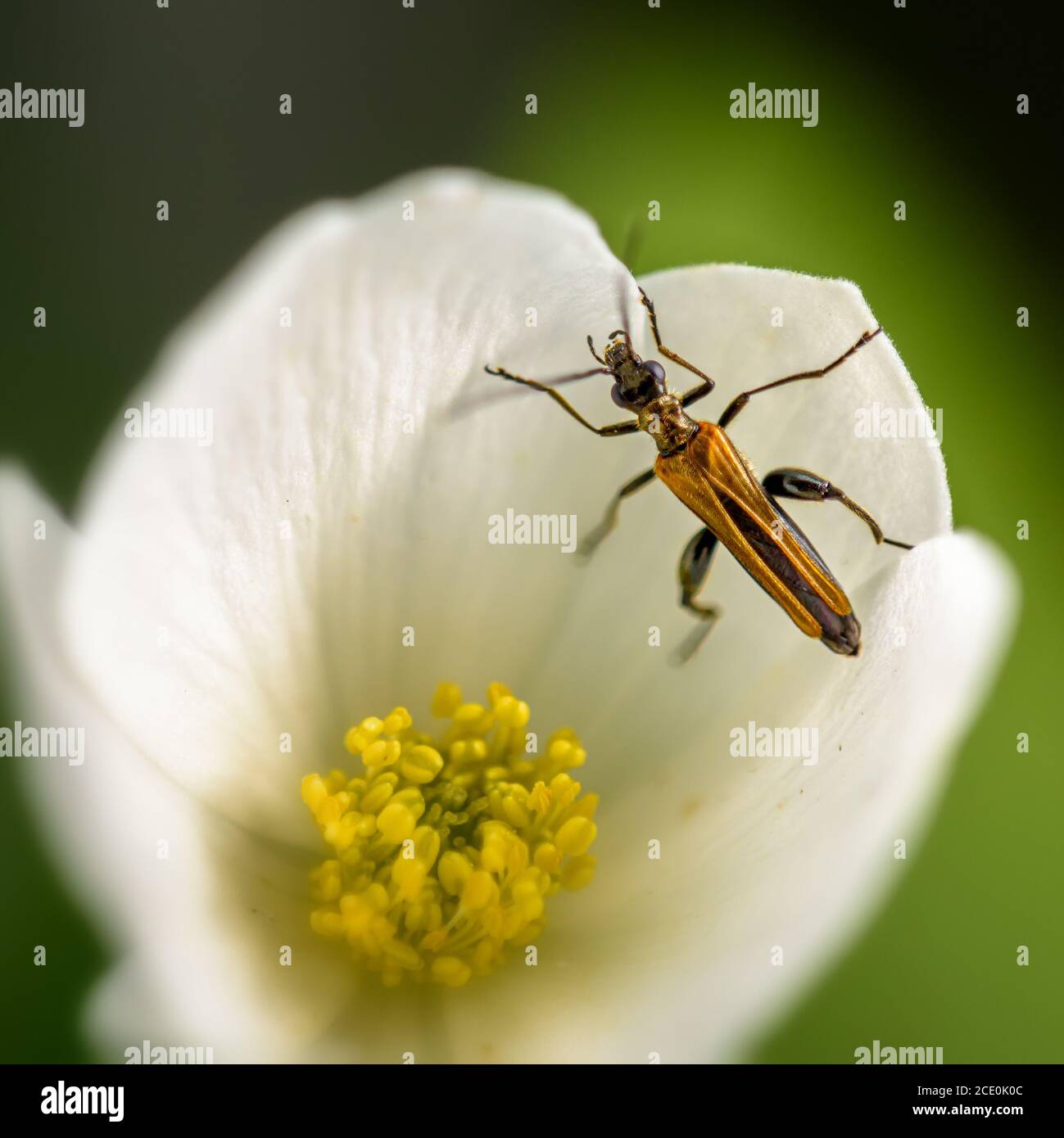 Insetti siedono su un fiore, primo piano Foto Stock