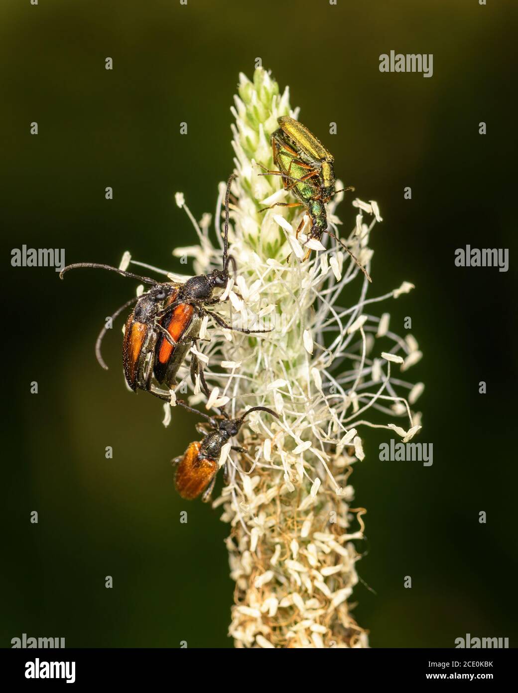 Piccoli coleotteri su un fiore Foto Stock