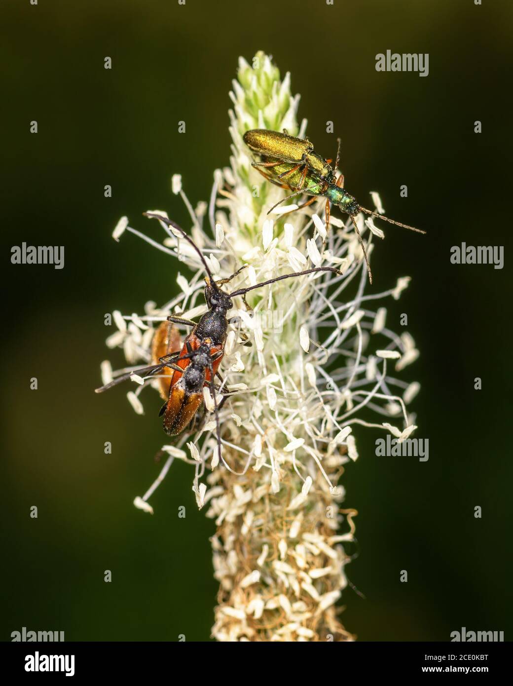 Piccoli coleotteri su un fiore Foto Stock