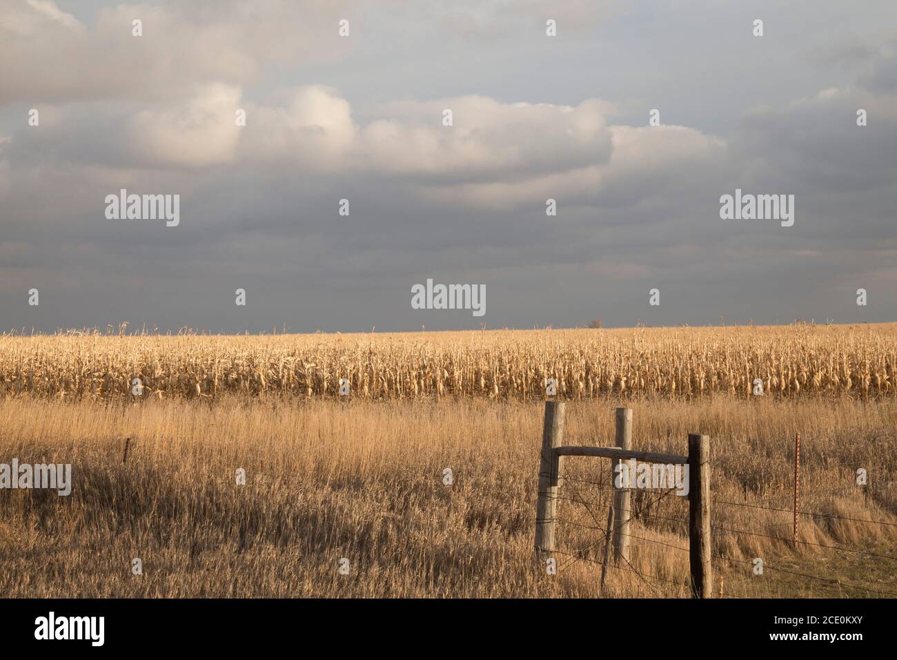 Campo di raccolti in Dakota del Nord sotto un cielo tempestoso.. Foto Stock