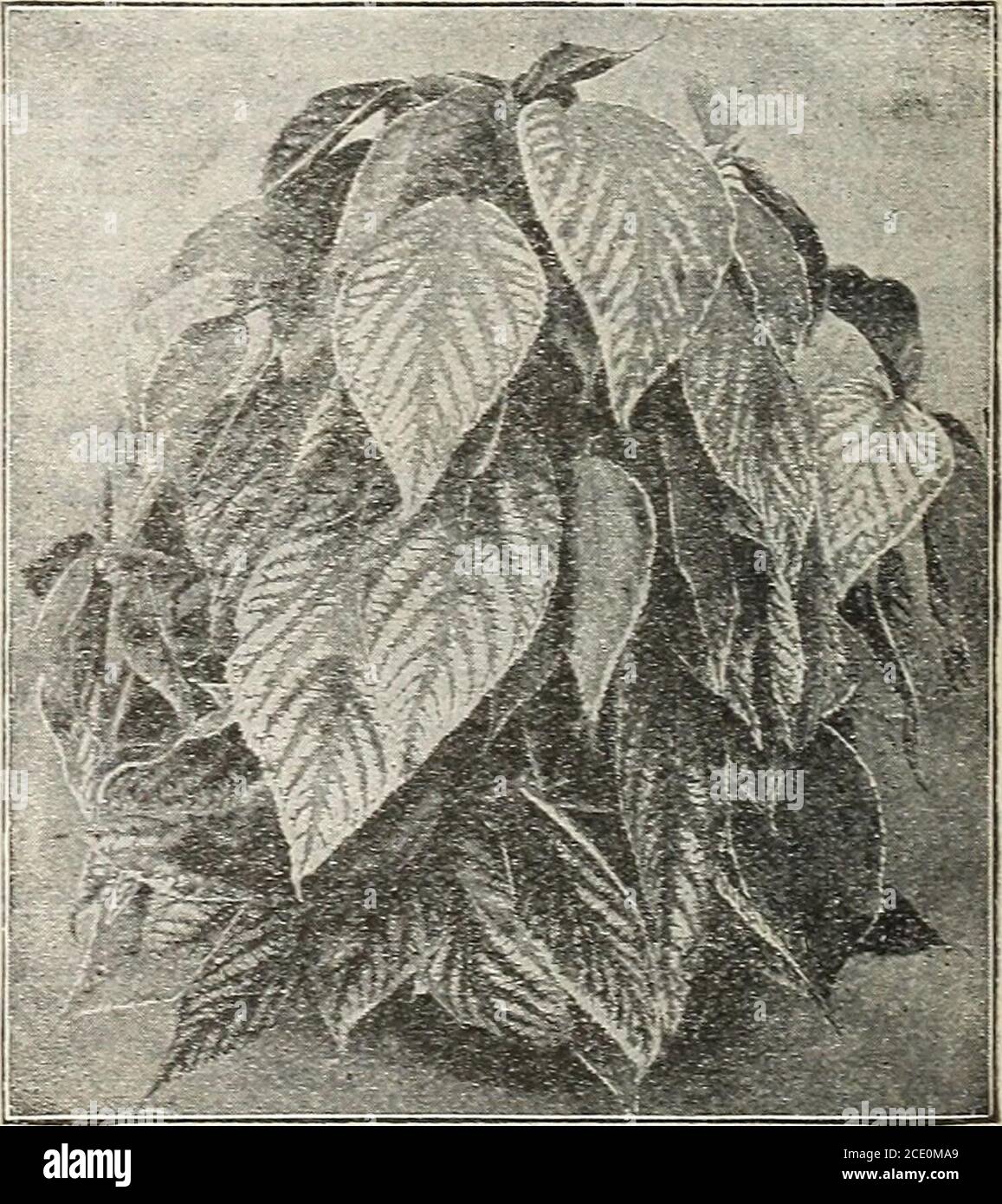 . Nuova guida floreale : autunno 1903 . misure Rger, 20 e 25 cts. Ciascuna, postpaid. ACALYPHA SANDERII o C03IET PIANTA - questa pianta curiosa cresce 10 - 12 pollici di altezza, fiorisce rapidamente e abbondantemente, e i naselli di longflower crescono finchè la pianta è alta; sono alloverwith fiori di cremisi fini, guardando quasi esattamente come se fatto di cremisonchenille o velluti di seta. La pianta gradisce il calore e l'umidità ed il suolo di goodrich, ma cresce facilmente e fiorisce tutto il tempo. 15, 20 e 25 cts.cad, postpaid. OLEANDRI gli oleandri sono belle piante di case di legno duro, molto popolari e molto apprezzato per il loro Foto Stock