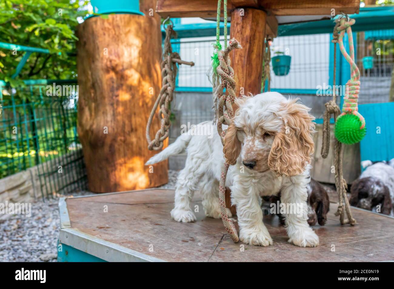Ritratto del cucciolo inglese Cocker Spaniel cane Foto Stock