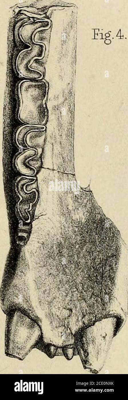 . Memorie paleontologiche e note di H. Falconer, con un disegno biografico dell'autore . Foto Stock