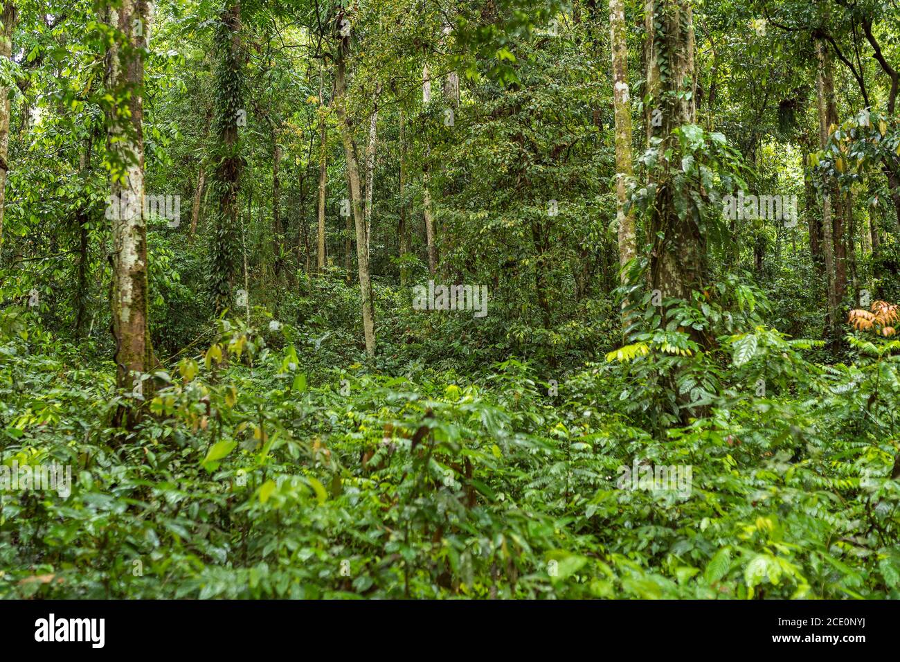 Escursione di trekking nel labirinto della foresta pluviale di Ketambe, il Parco Nazionale Gunung Leuser Foto Stock