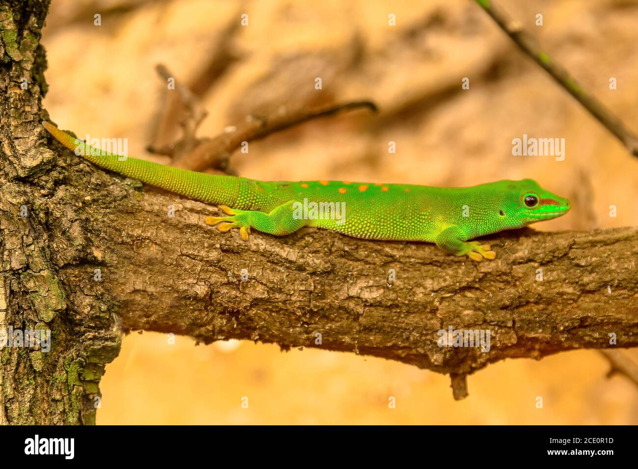 Primo piano di un verde Gecko, Phelsuma madagascariensis specie, anche chiamato Madagascar giorno gecko. Vive nelle foreste pluviali del Madagascar. Riposando su un albero Foto Stock