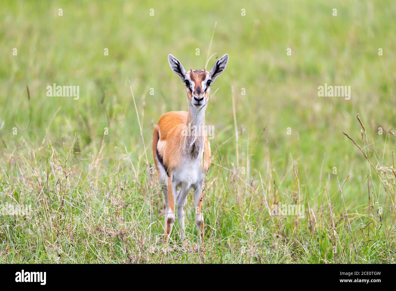 Thomson Gazelle nella savana keniota in un paesaggio erboso Foto Stock