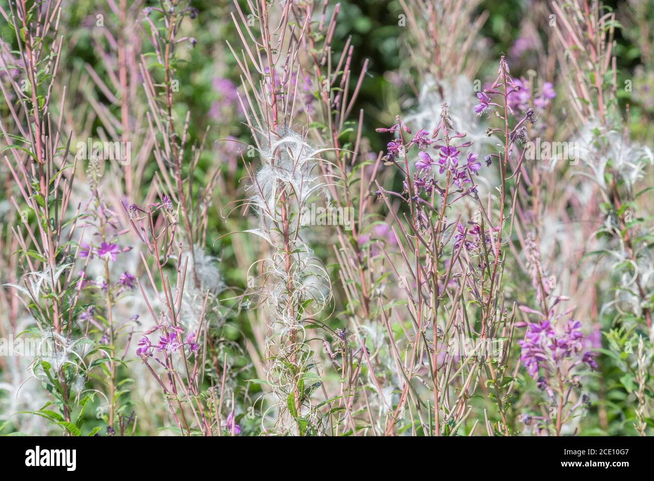 Semi di semi dehiscent, semi di Rosebay Willowwib / Epilobium angustifolium. Un'erbaccia invasiva nel Regno Unito, i semi portati dal vento. Foto Stock