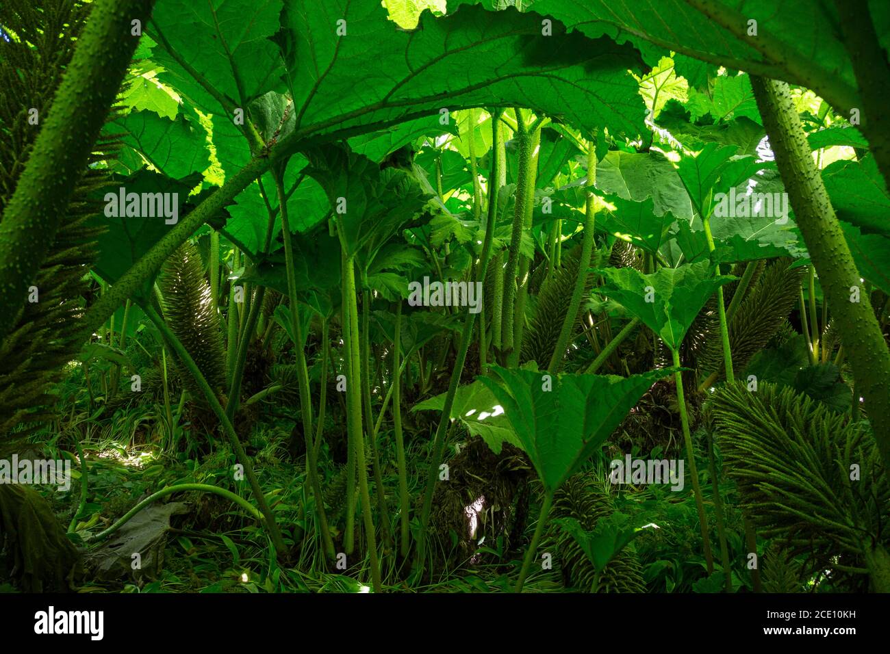 Sotto una colonia di Giant Rhubarb Gunnera manicata Foto Stock