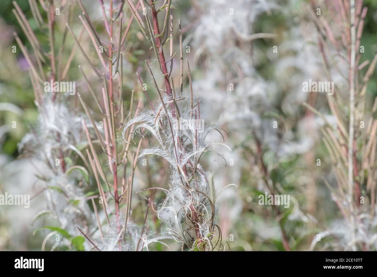 Semi di semi dehiscent, semi di Rosebay Willowwib / Epilobium angustifolium. Un'erbaccia invasiva nel Regno Unito, i semi portati dal vento. Foto Stock