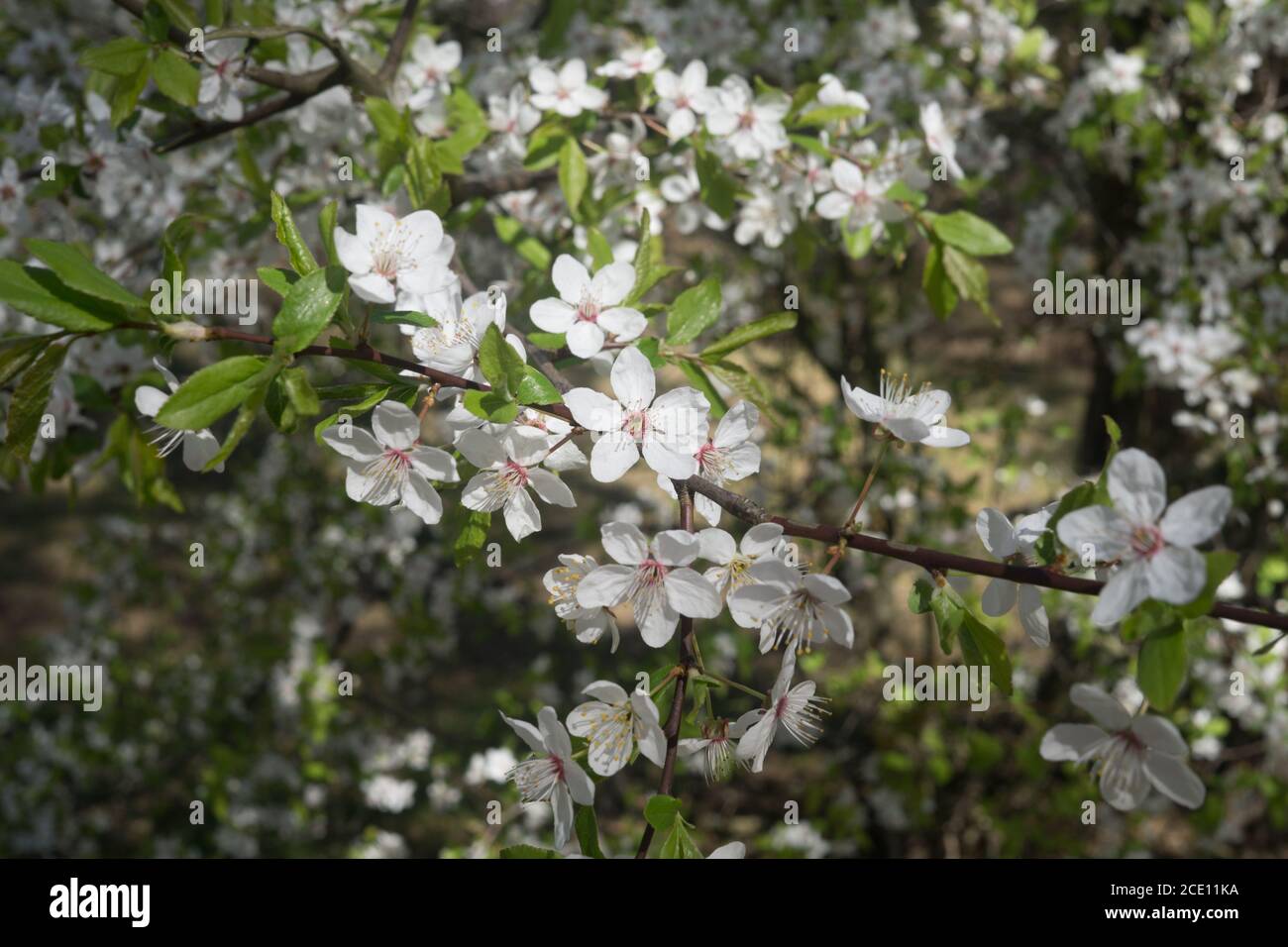 Rami di ciliegia-prugna cosparsi di fiori bianchi sullo sfondo di verde di primavera Foto Stock