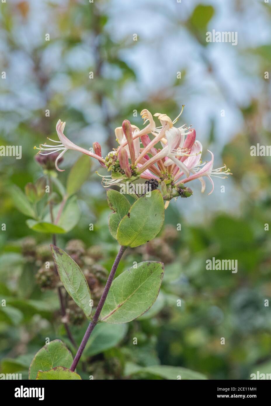 Fiori di Honeysuckle selvatico / Lonicera periclymenum in hedgerow con cielo estivo blu dietro. Pianta medicinale una volta usata in rimedi a base di erbe. Foto Stock