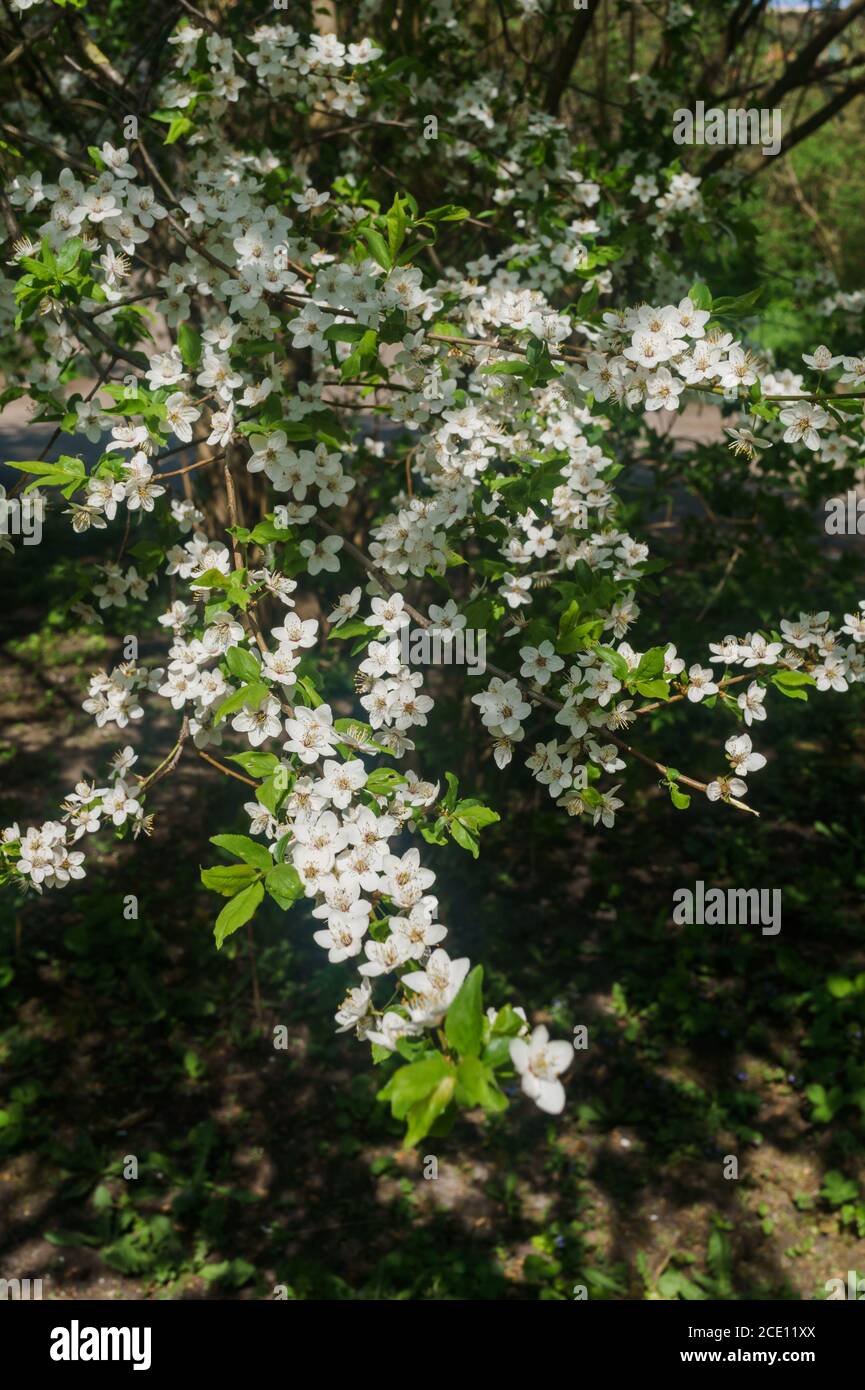 Rami di ciliegia-prugna cosparsi di fiori bianchi sullo sfondo di verde di primavera Foto Stock