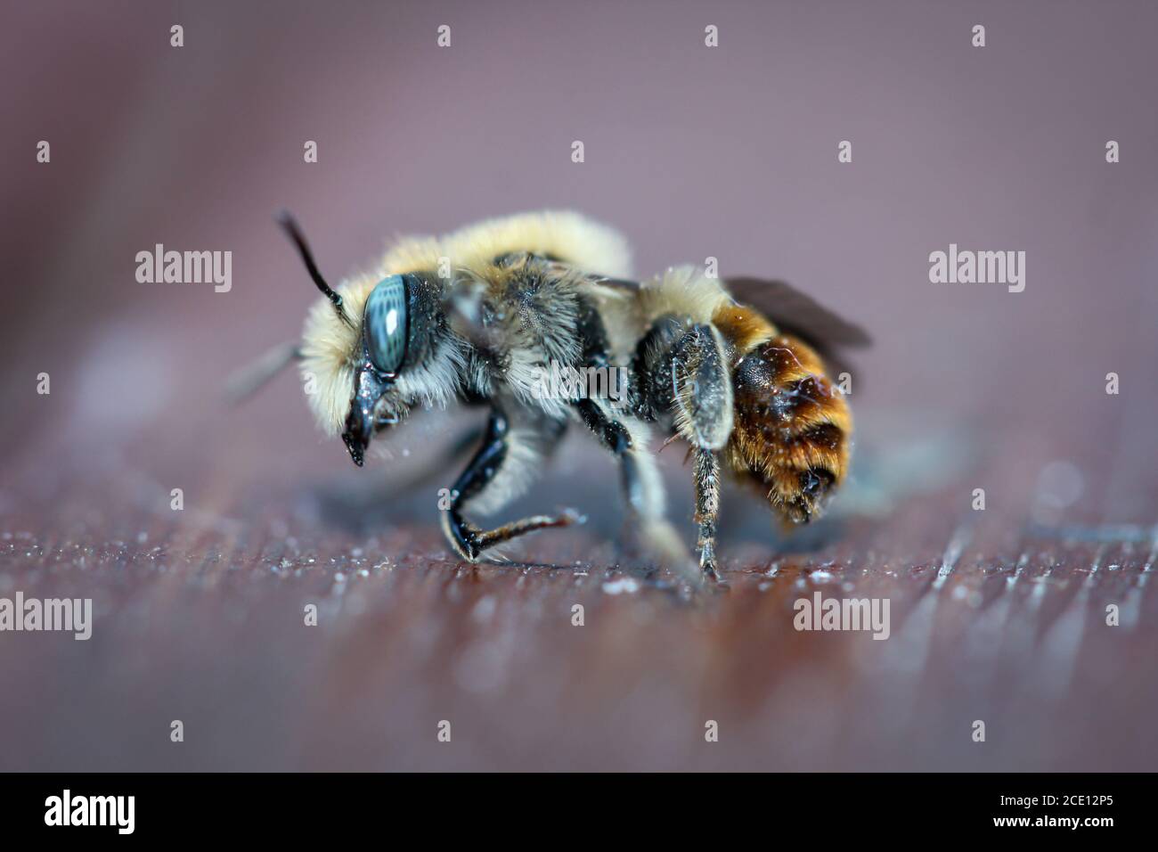 Un primo piano di un'ape di miele, le api sono insetti estremamente utili. Foto Stock