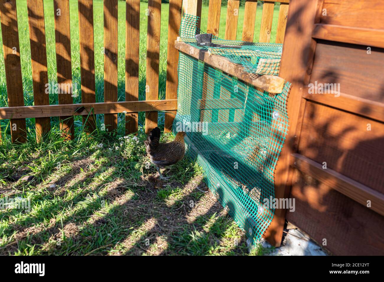 Un pollo marrone domestico in piedi davanti ad un henhouse di legno nella campagna. Foto Stock