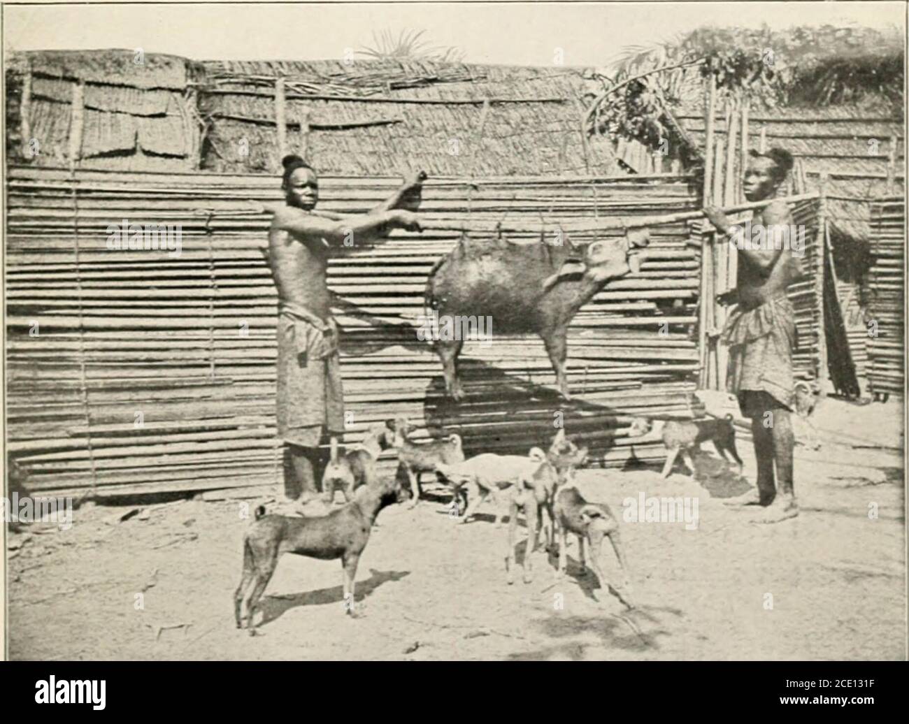 . Terra e popoli del Kasai; essere una storia di un viaggio di due anni tra i cannibali della foresta equatoriale e altre tribù selvagge del Congo sud-occidentale . A ]&gt; IM. »K C M! IN CORRISPONDENZA DI M K SU. Basilele cacciatori. TRA I BASHILELE 331 dominio risiedono nei villaggi che visitano. Questo encamp-ment era stato soltanto recentemente deserted e abbiamo imparato che i thatits abitanti erano stati impegnati soltanto nella raccolta della gomma, per essere successivamente venduti ai commercianti bianchi sul Kasai, in modo che i nostri timori per la sicurezza dei nostri portieri erano realitybeen abbastanza infondati. Non abbiamo potuto imparare molto da Foto Stock