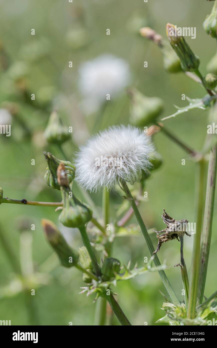 Soffici teste di fiore di semina di Prickly semina-thistle / Sonchus asper in campo soleggiato hedgerow. Membro di Asteraceae. Comune Regno Unito erbaccia. Foto Stock