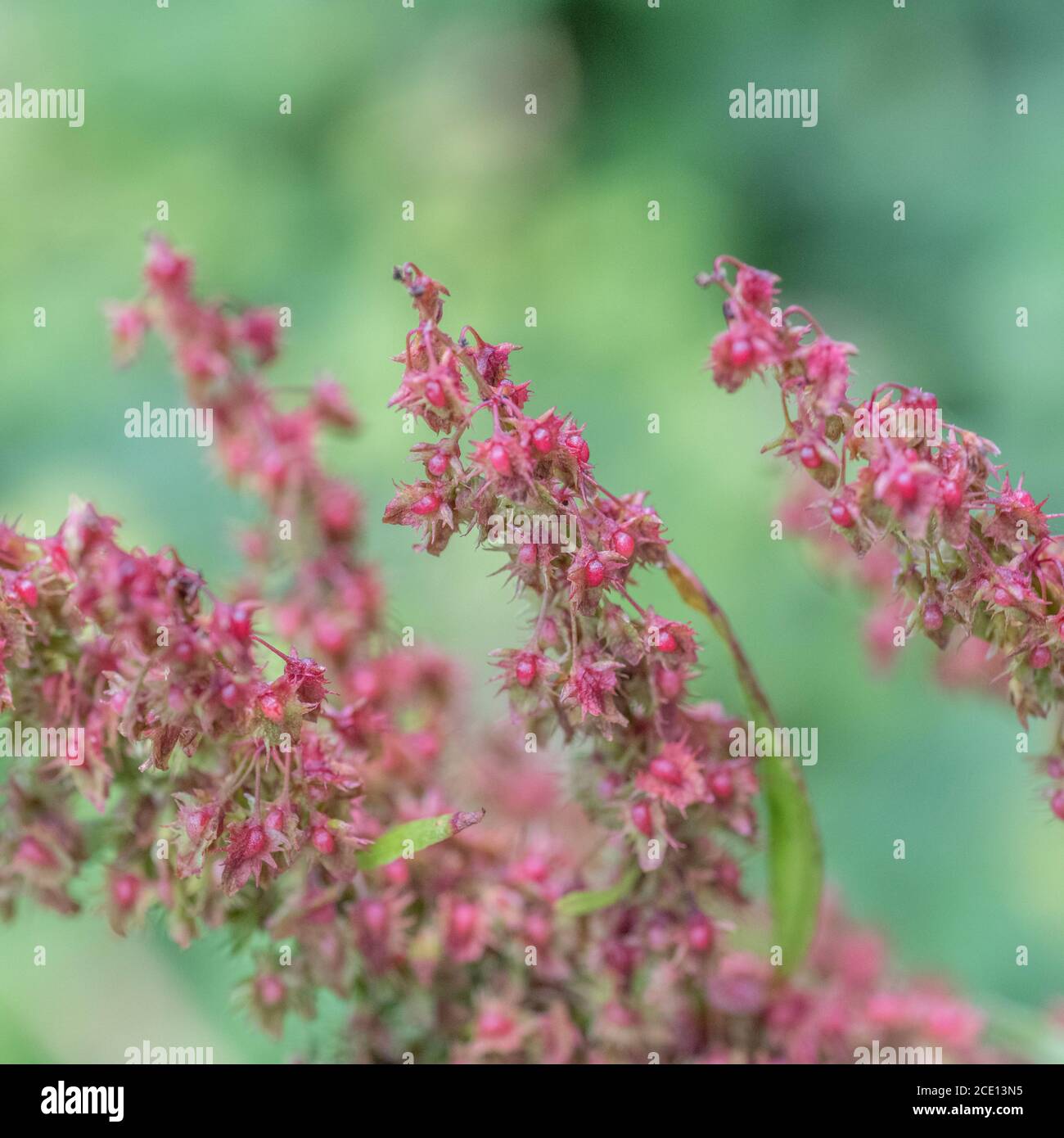 Macro primo piano di formazione di semi verdi del comune Regno Unito erbacce a foglia larga Dock / Rumex oblusifolius. Pianta medicinale una volta usata in rimedi a base di erbe Foto Stock