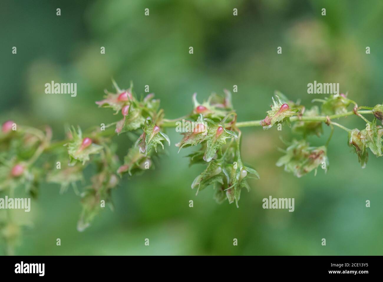 Macro primo piano di formazione di semi verdi del comune Regno Unito erbacce a foglia larga Dock / Rumex oblusifolius. Pianta medicinale una volta usata in rimedi a base di erbe Foto Stock