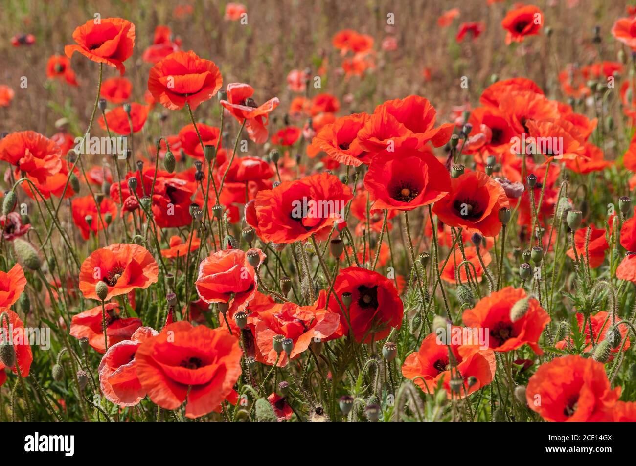 Papavero rosso nel campo Foto Stock