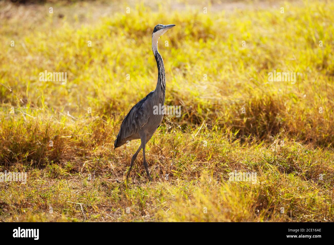 Ciconiformes cicogna Grande Erone Blu o Ardea Erodiade in Kenya parco uccello in ambiente naturale Foto Stock