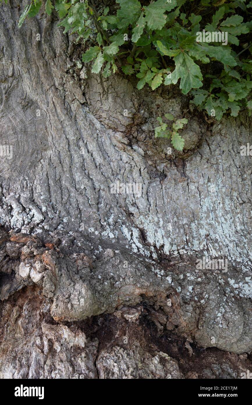 Tronco di un albero di quercia inglese in Vowchurch Foto Stock