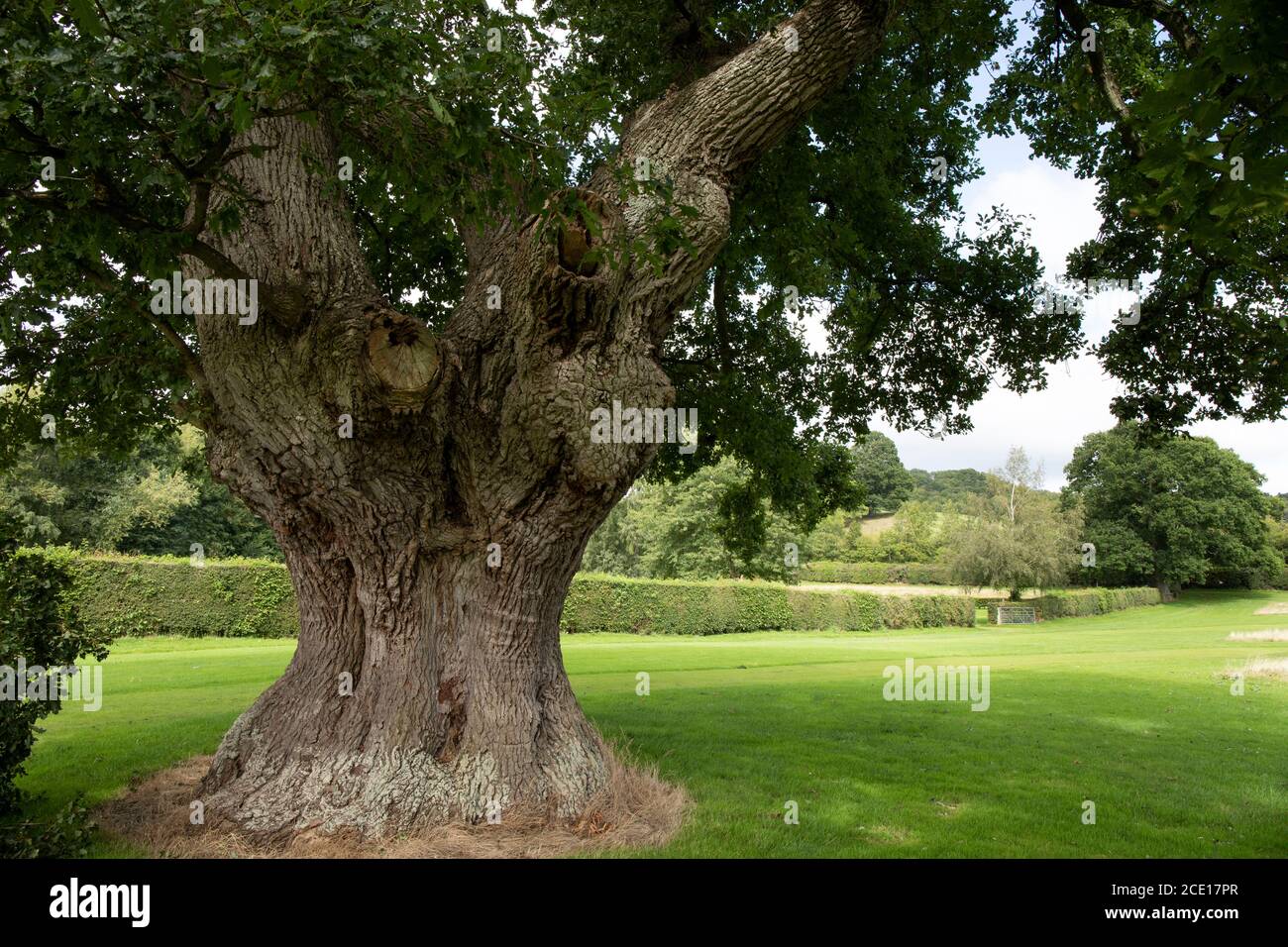 Veterano inglese quercia albero in Vowchurch Foto Stock