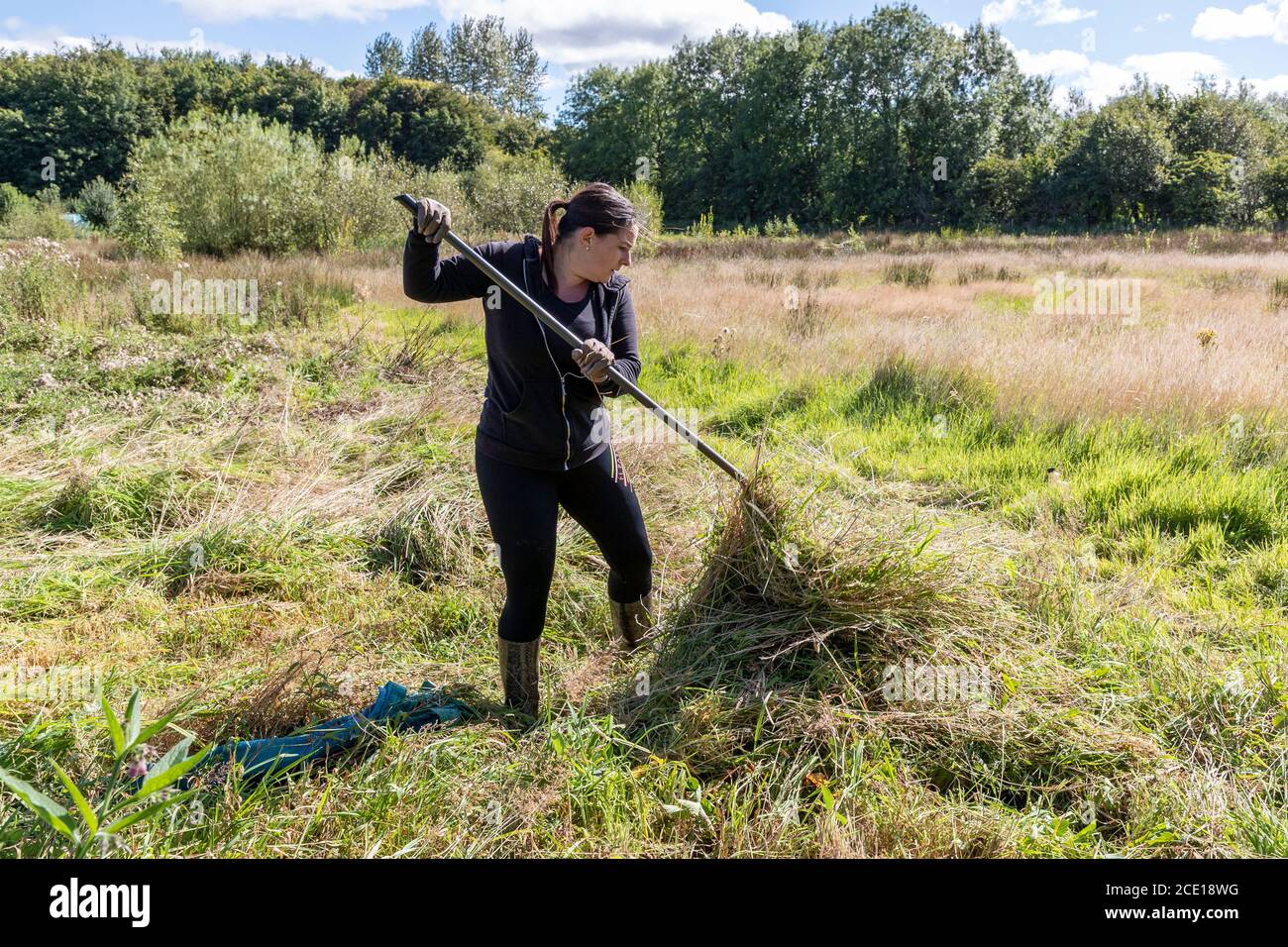 Donna che rastrellano l'erba e le erbacce dopo essere stato tagliato su un giardino sopravissuto, Kilwinning, Ayrshire, Scozia, Regno Unito Foto Stock