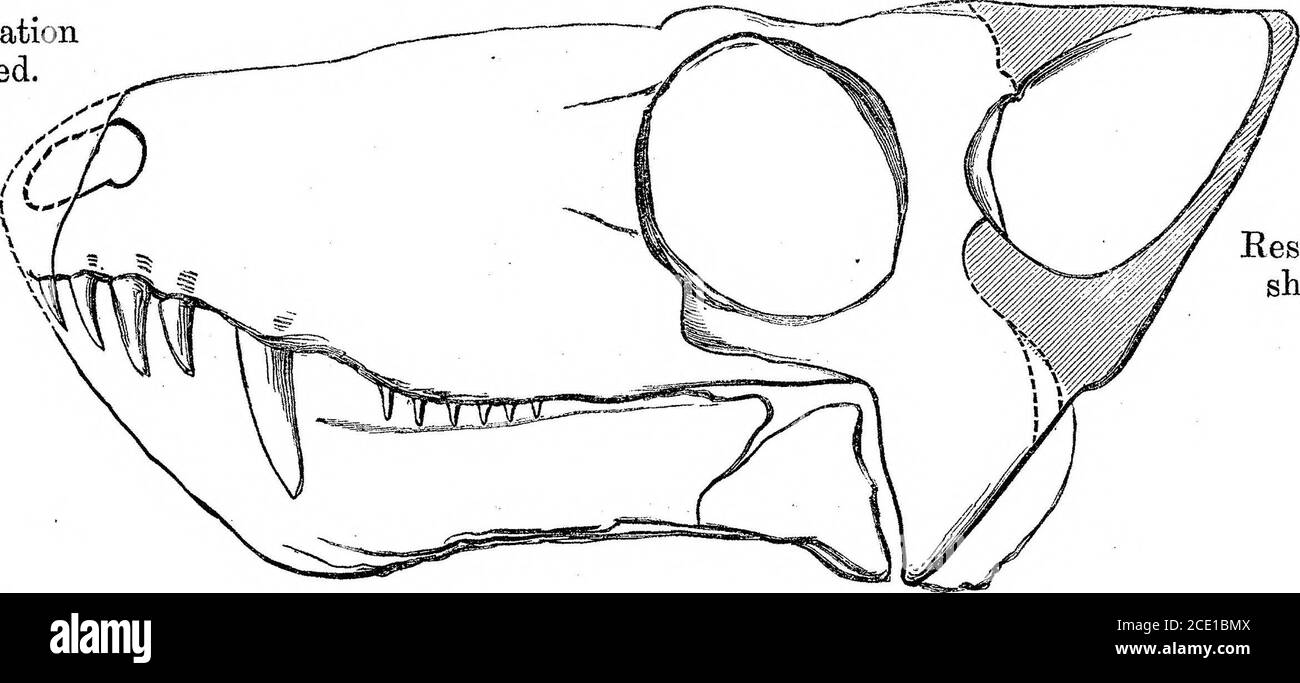 . Ricerche sulla struttura, l'organizzazione e la classificazione della rettilia fossile. Parte IX, sezione 1. Sulla terosuchia , internamente da un grosso osso speniale, e la sutura si manifesta lungo il bordo inferiore della mandibola. Le ossa speniali si uniscono anteriorly.dietro l'osso dentario esternamente è un grande osso sub-triangolare sottile, che si attesta contro la parte articolare dello squamosal, e copre un'area della stalla inferiore che è scavata in tutta la Cynodontia conosciuta. Tale osso è quindi suscettibile di essere ad angolo tesurico, elemento che non ho visto in quella forma o posizione in nessun altro cranio; Foto Stock
