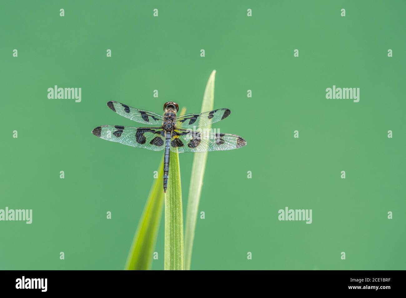 Una bella libellula seduta su una pianta acquatica con il suo le ali a macchia nera traslucide si aprirono in una giornata luminosa e soleggiata alle zone umide in estate Foto Stock