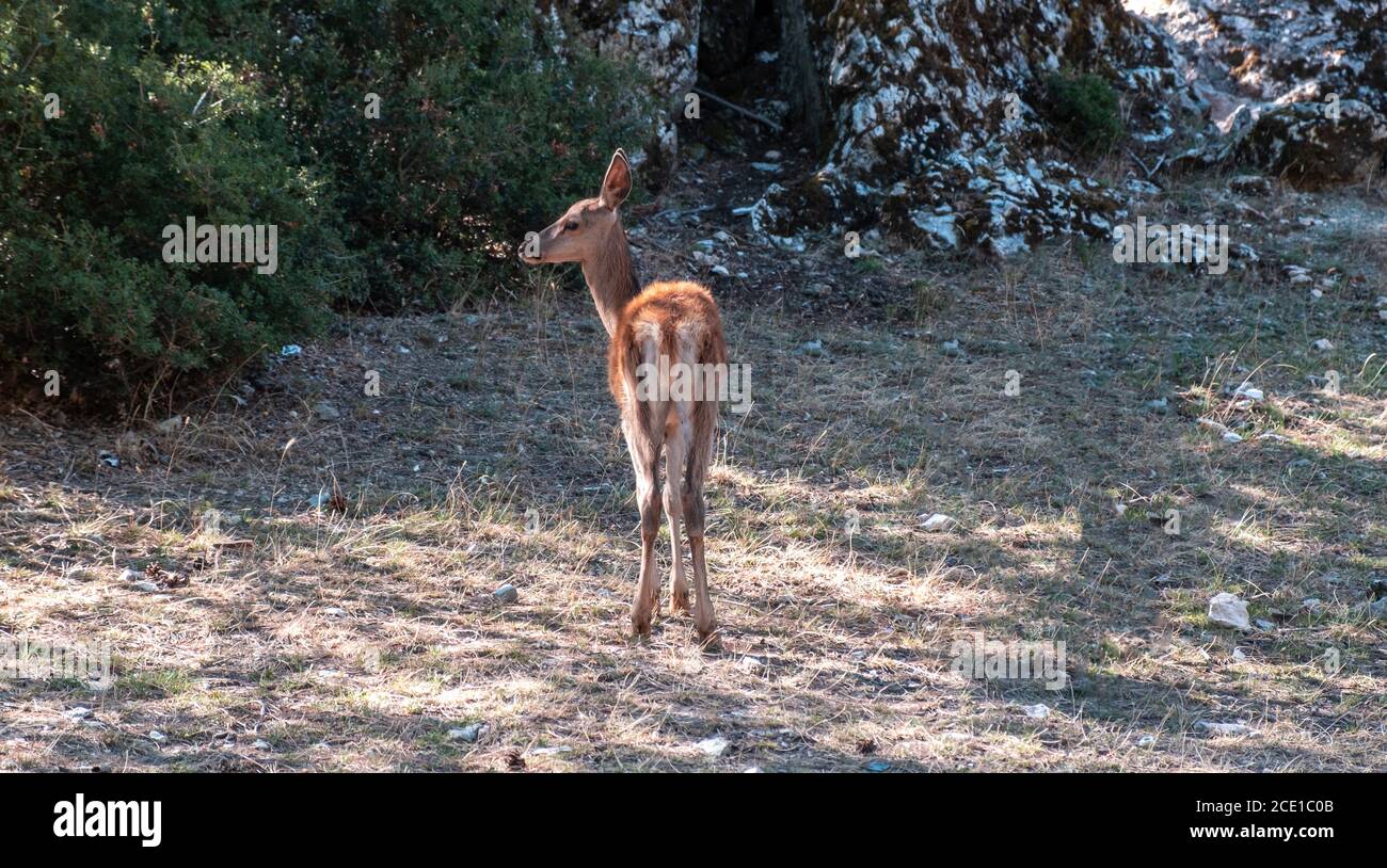 Cervi rossi solitari, pegni, Cervus elaphus, nella montagna forestale di Parnitha, Grecia. I giovani mammiferi selvatici guardano gli alberi al suo habitat naturale. Natura backg Foto Stock