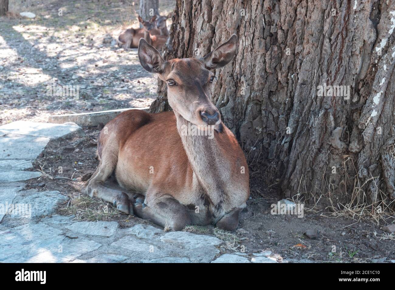 Cervo rosso, Cervus elaphus, nella montagna forestale di Parnitha, in Grecia. Il mammifero femminile selvaggio sta riposandosi sotto un albero al relativo habitat nativo che aspetta essere Foto Stock