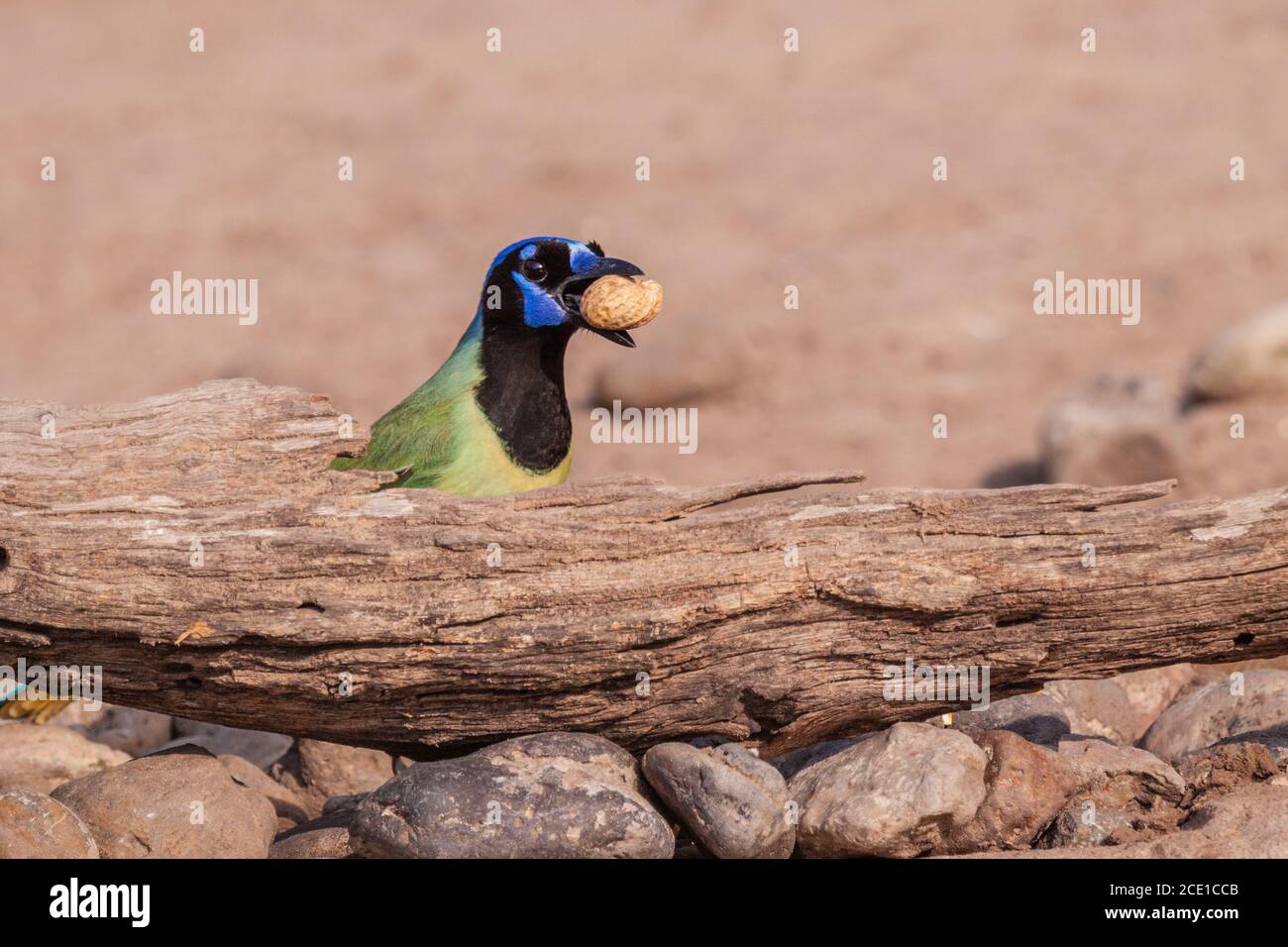 Green Jay, Cyanocorax yncas, presso il ranch Javelina-Martin e rifugio vicino a McAllen, Texas, nella valle del Rio Grande. Foto Stock