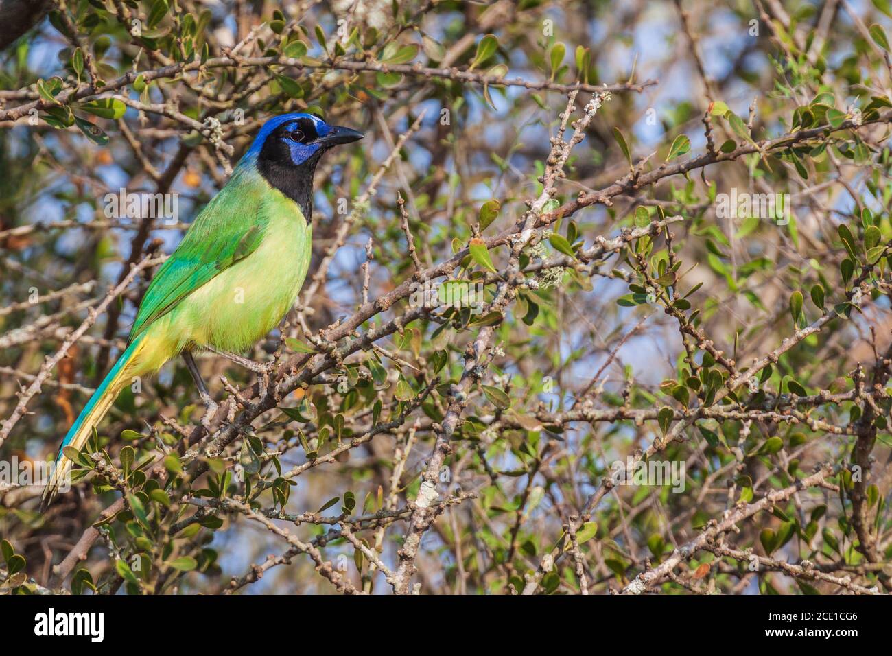 Green Jay, Cyanocorax yncas, presso il ranch Javelina-Martin e rifugio vicino a McAllen, Texas, nella valle del Rio Grande. Foto Stock