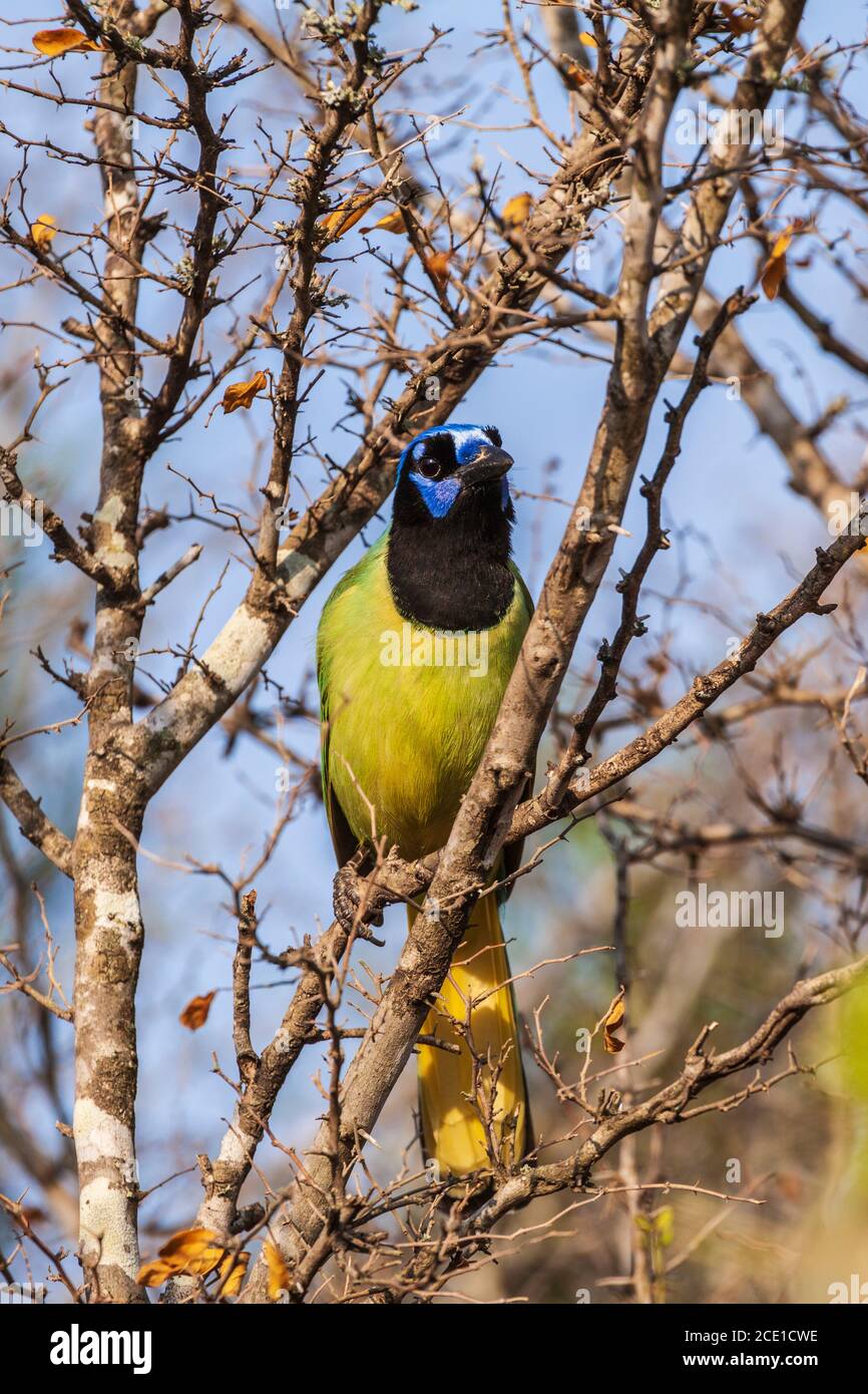 Green Jay, Cyanocorax yncas, presso il ranch Javelina-Martin e rifugio vicino a McAllen, Texas, nella valle del Rio Grande. Foto Stock