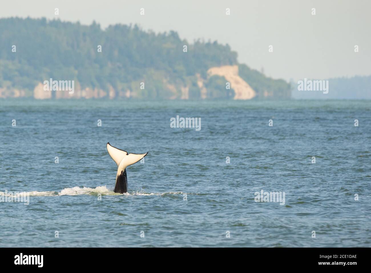 Un membro del T36A Transient orca pod solleva la coda dall'acqua al largo della costa di Point Roberts, Washington, durante un viaggio di avvistamento delle balene. Foto Stock