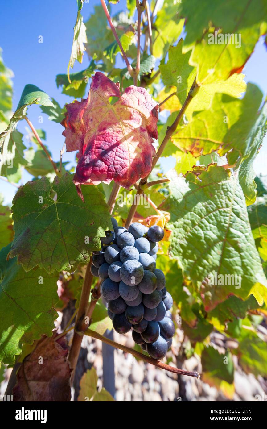 Chateauneuf du Pape Vineyards, Cotes de Rhone, Francia. Foto Stock