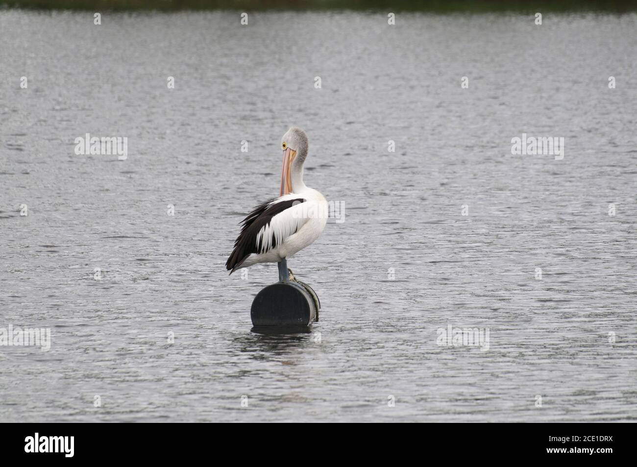 Vista di uno splendido Pelican australiano che si erge su una boa in un lago vicino a Noosa, Australia Foto Stock