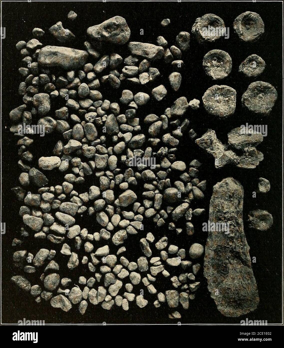. Rettili d'acqua del passato e del presente. Le agazine di alcuni anni fa hanno raffigurato uno di loro con il collo avvolto come il corpo di un serpente. Un notedpaleontologo, infatti, non molti anni fa ha descritto i plesiosaursas poggianti sul fondo in acque poco profonde con il collo upliftedsopra la superficie guardando il paesaggio acquatico! E quando ci consider il fatto che alcune specie degli elastosauri avevano un collo di lunghezza non superiore a venti piedi, un tale uso flessibile di esso non sembrerebbe improbabile. Ma i plesiosauri non hanno e non hanno potuto usare il collo in tali modi. Nuotano con il collo e la testa, come mai Lon Foto Stock
