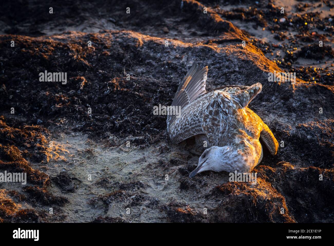 Il gabbiano morto si è lavato sulla riva del mare al tramonto. Uccello di mare morto adagiato sulla sabbia sulla costa. Inquinamento idrico. Riscaldamento globale. Foto Stock